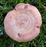 Lactarius vinaceorufescens, the top of a mature cap.